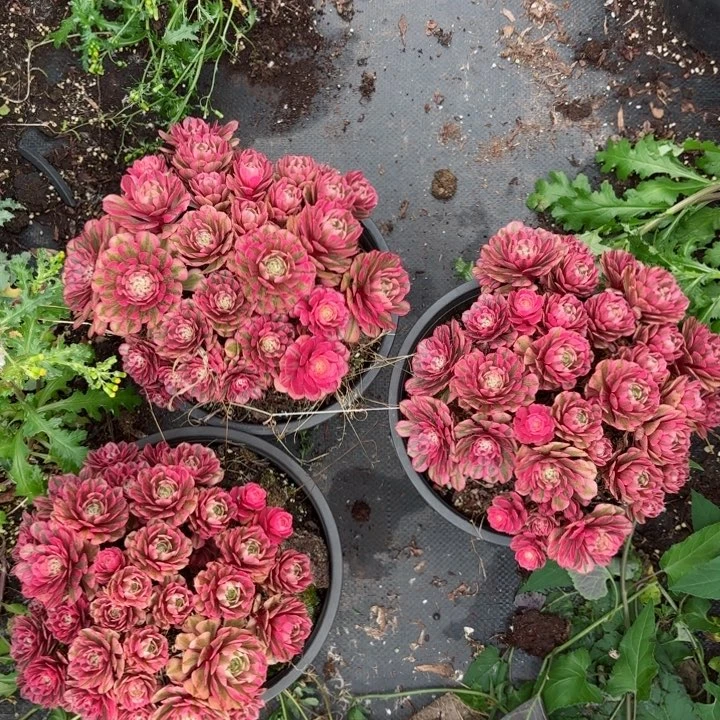 粉冠园艺粉铜壶朵朵量拍一颗