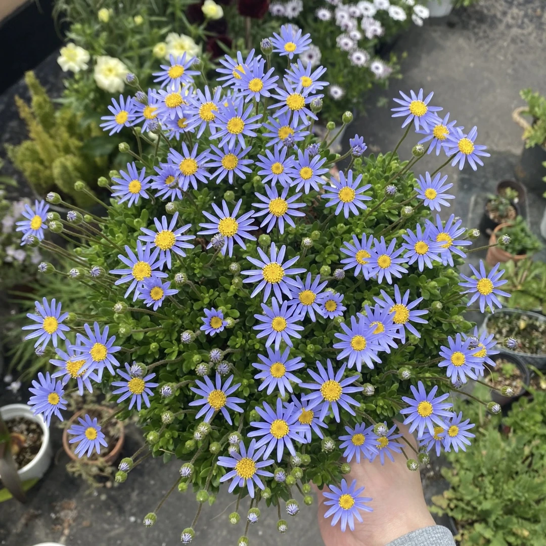 蓝玛盆栽庭院阳台耐寒易爆花易养护花卉