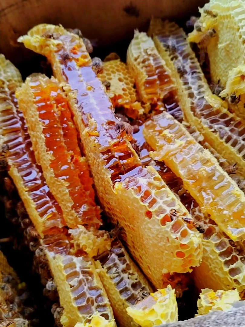 深山百花土蜂巢蜜成熟酿造嚼着吃更过瘾