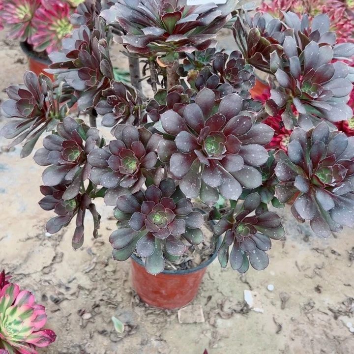 731灰圆叶多肉植物