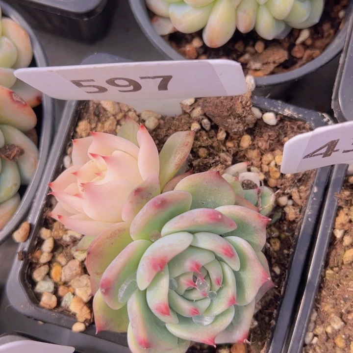 健健康康平平安安