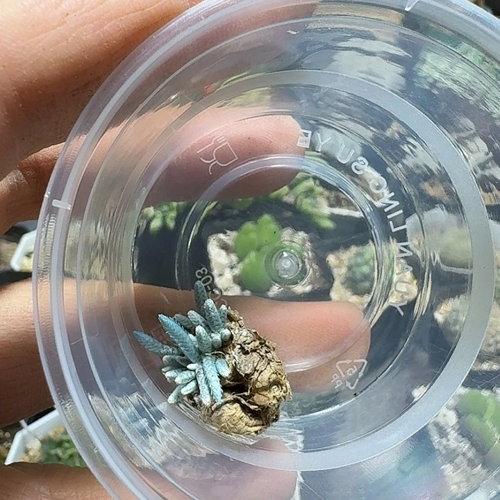 ****428韧锦实生脱土发货