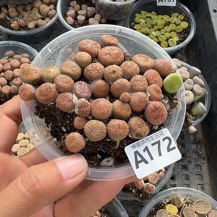 172多肉植物多肉植物