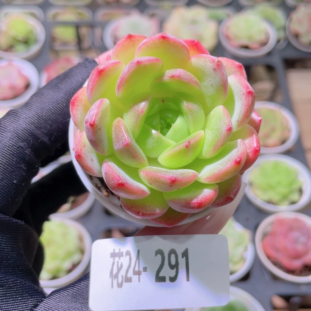 花利美24-291新品