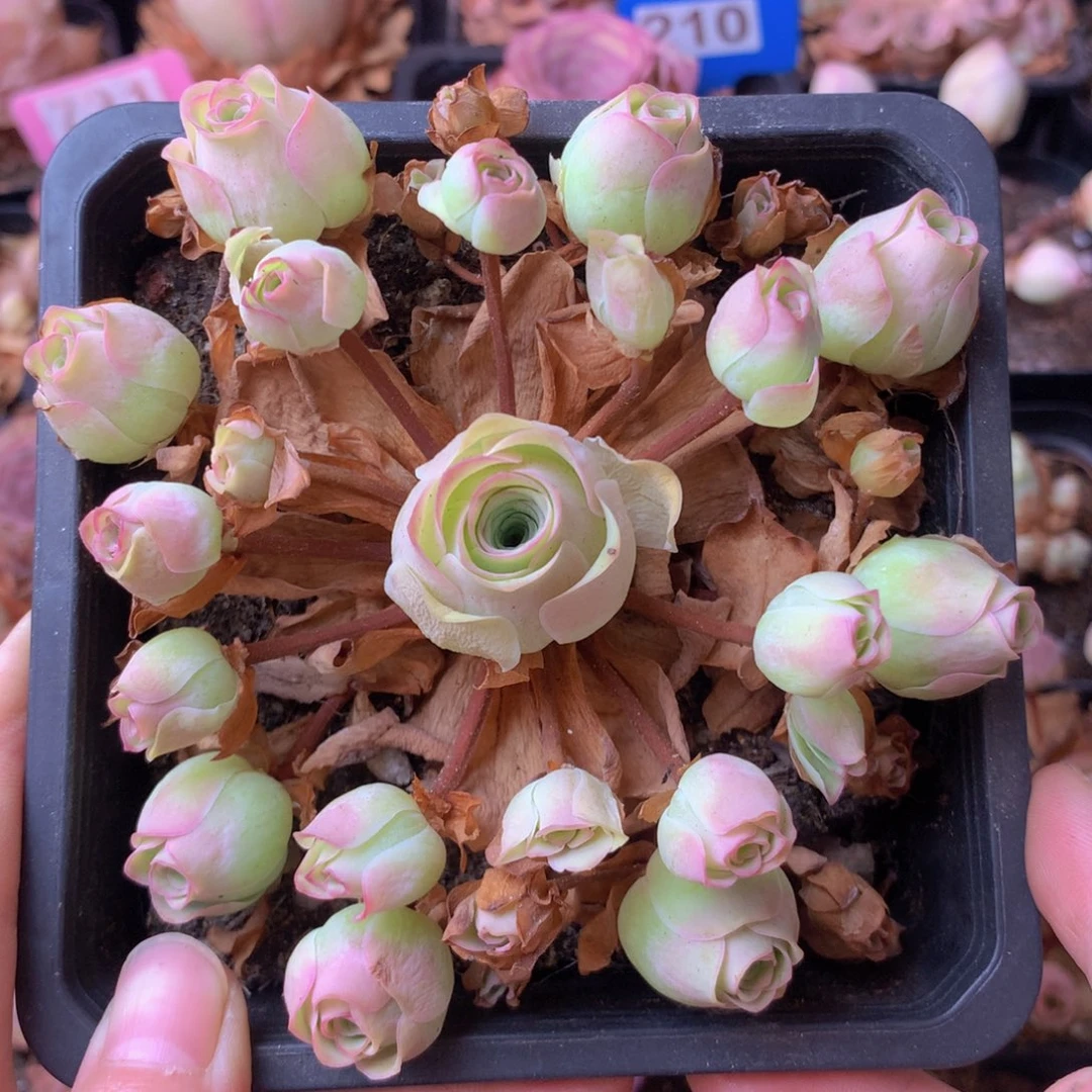 一物一拍月影寒255