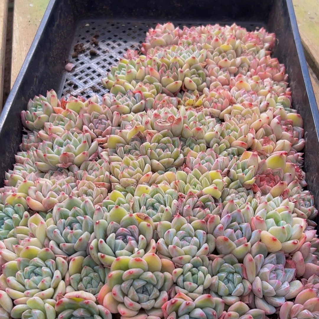 925多肉葡萄的味道真的是很不错