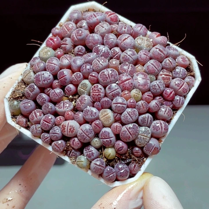 紫李样品1颗带盆发货