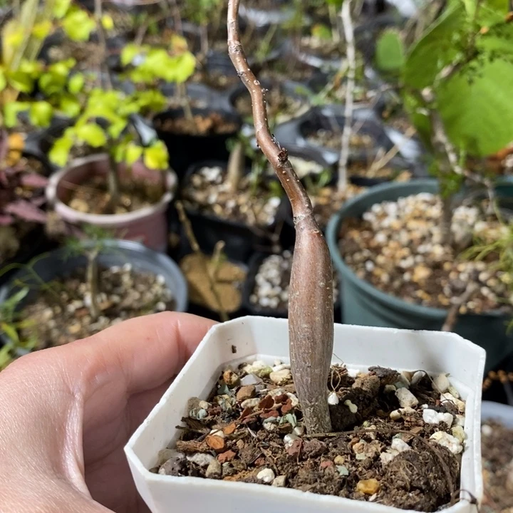 皮皮虾带盆土发货