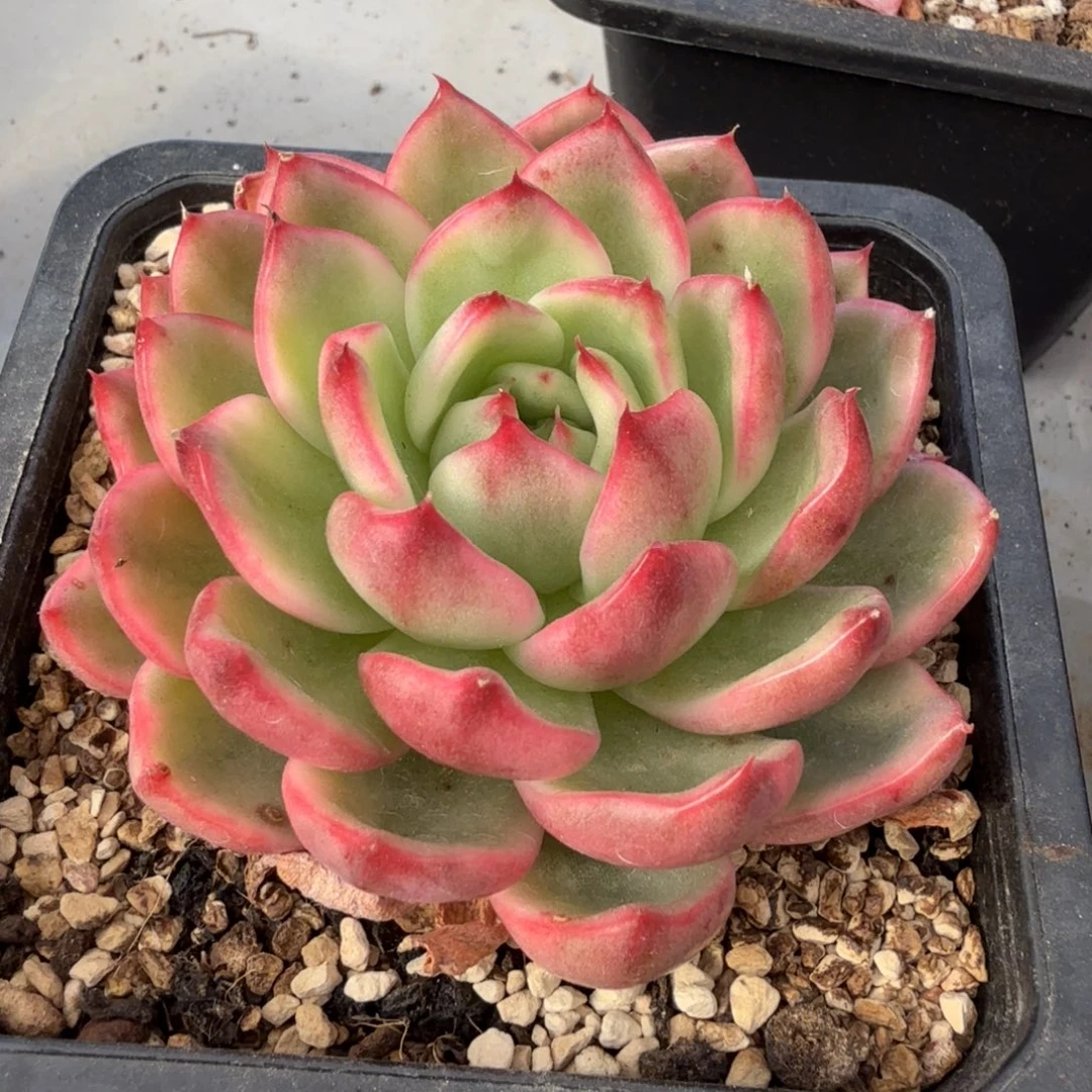 蔚蓝乌木 安吉园艺