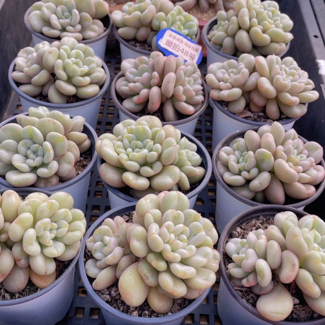 量拍48号 爱心型比尔盖茨大双头一个