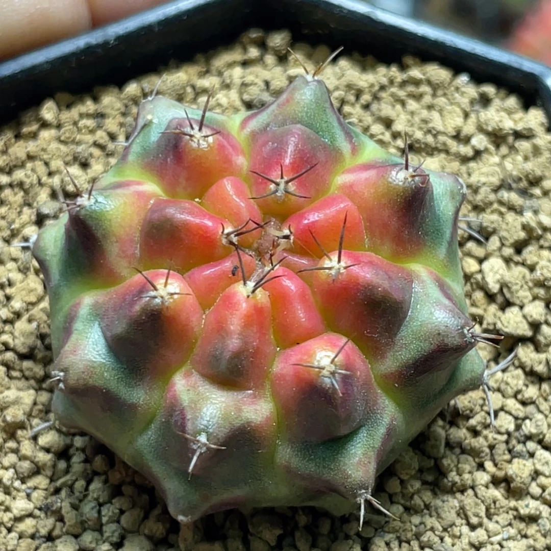 当前无花朵，栽培后可花朵粉红派