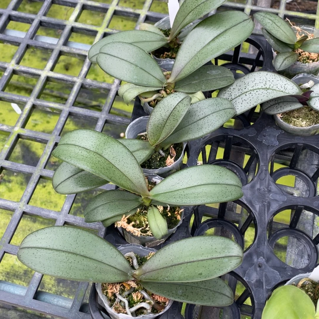 当前无花栽培后可以开花2.5枫之谷一颗