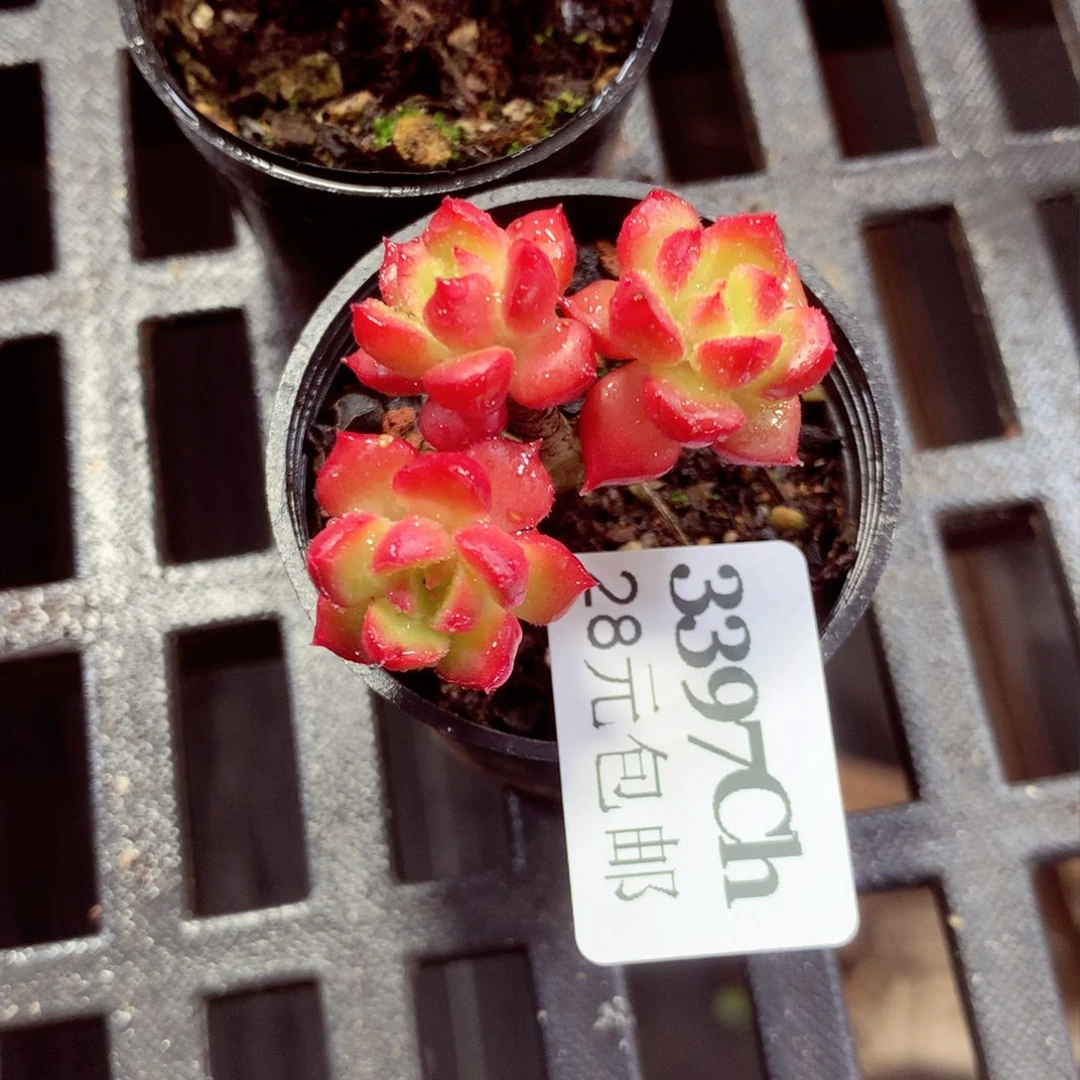 5厘米盆精控多肉3397