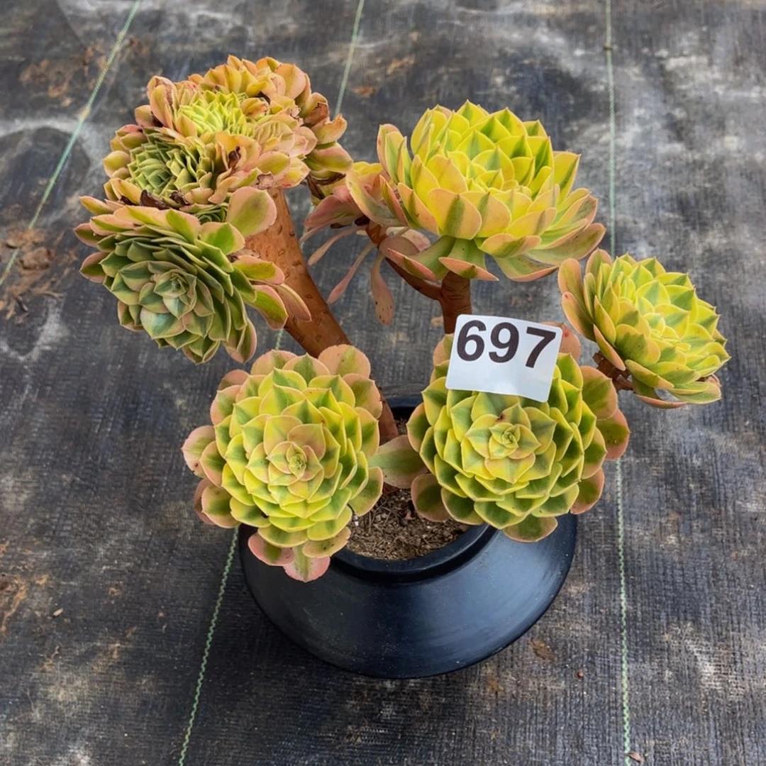 新***新多肉植物万白缀697
