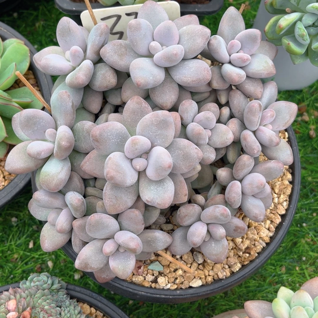 蜜多莉88888tutututu