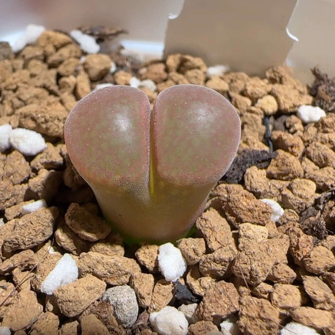 肉锥多肉植物组合-红风铃625
