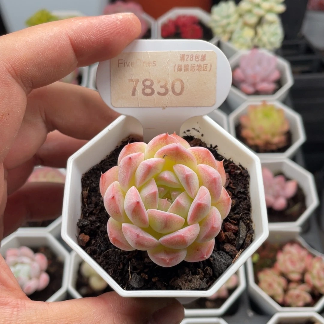 梦幻芭比7830-4.5厘米