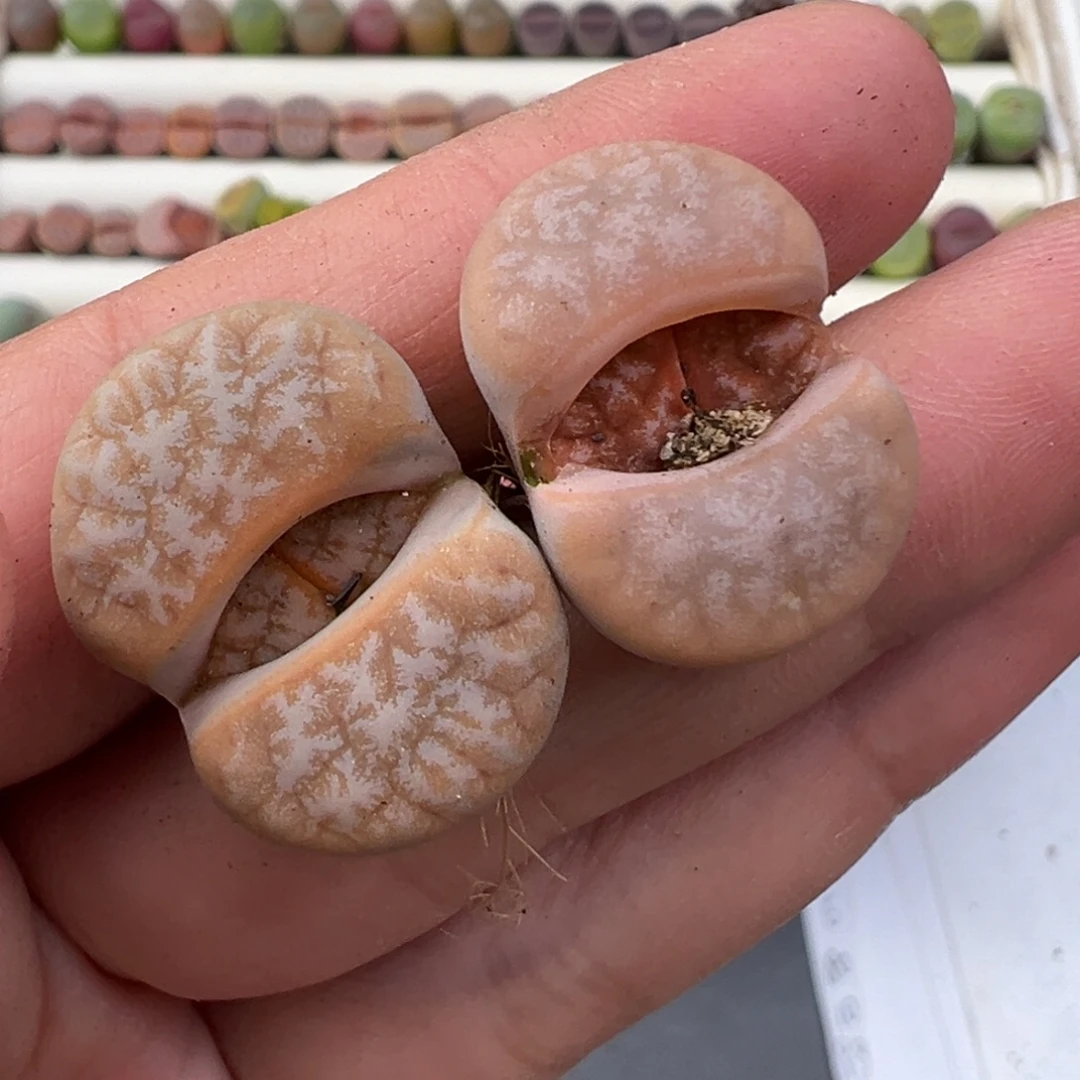 12.10好看的多肉脱土发货691