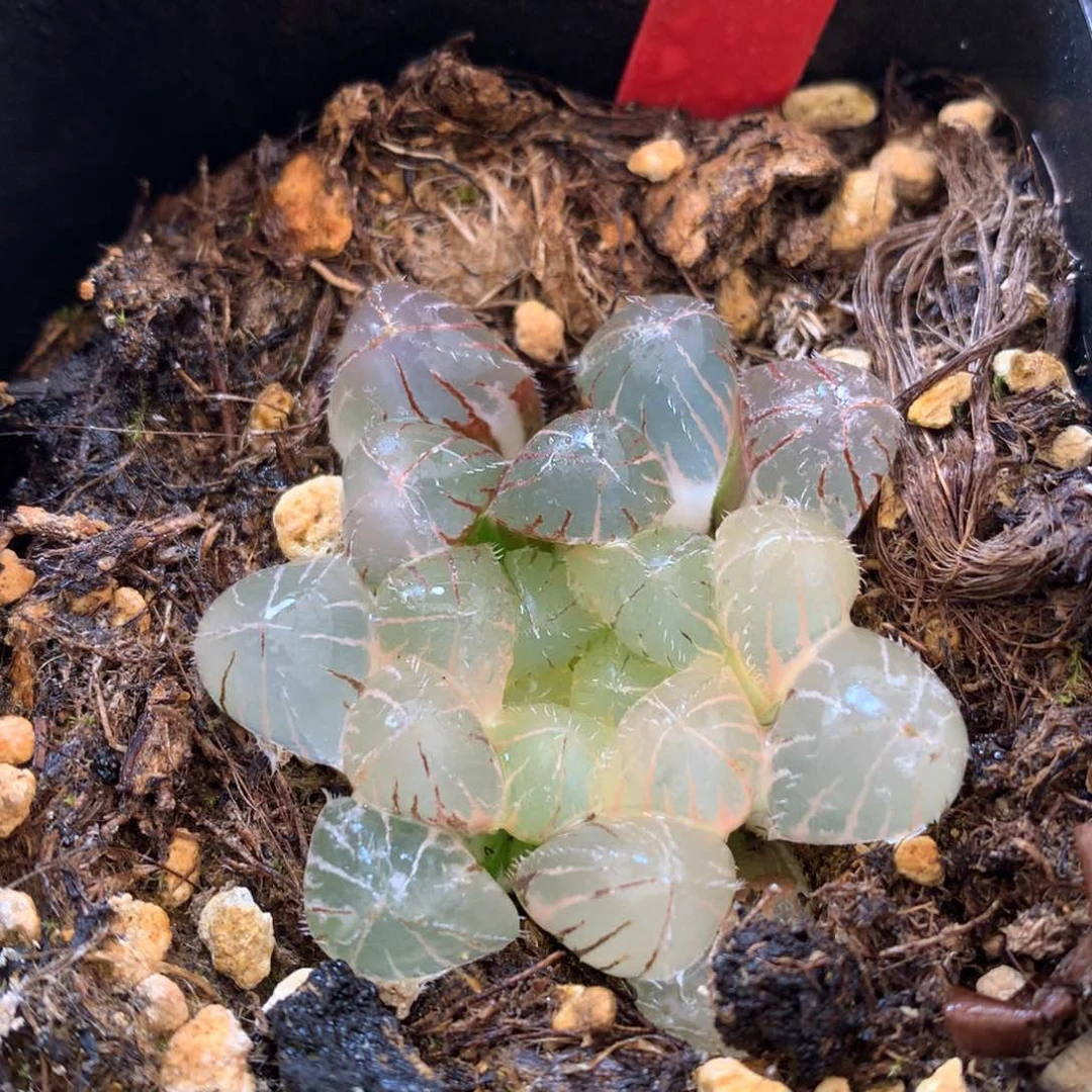 巨大赤线玉露锦，带盆