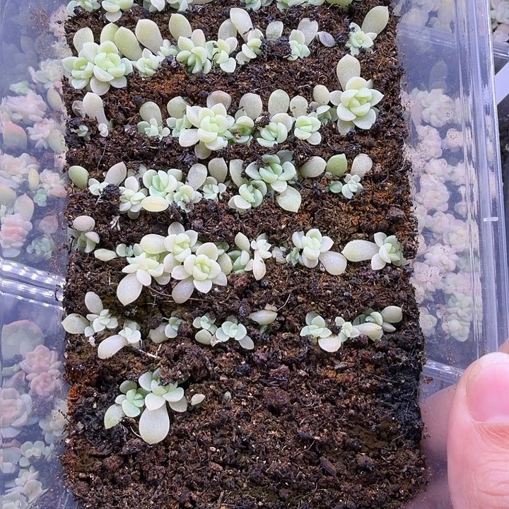 财富密码姐妹一饭盒没母本