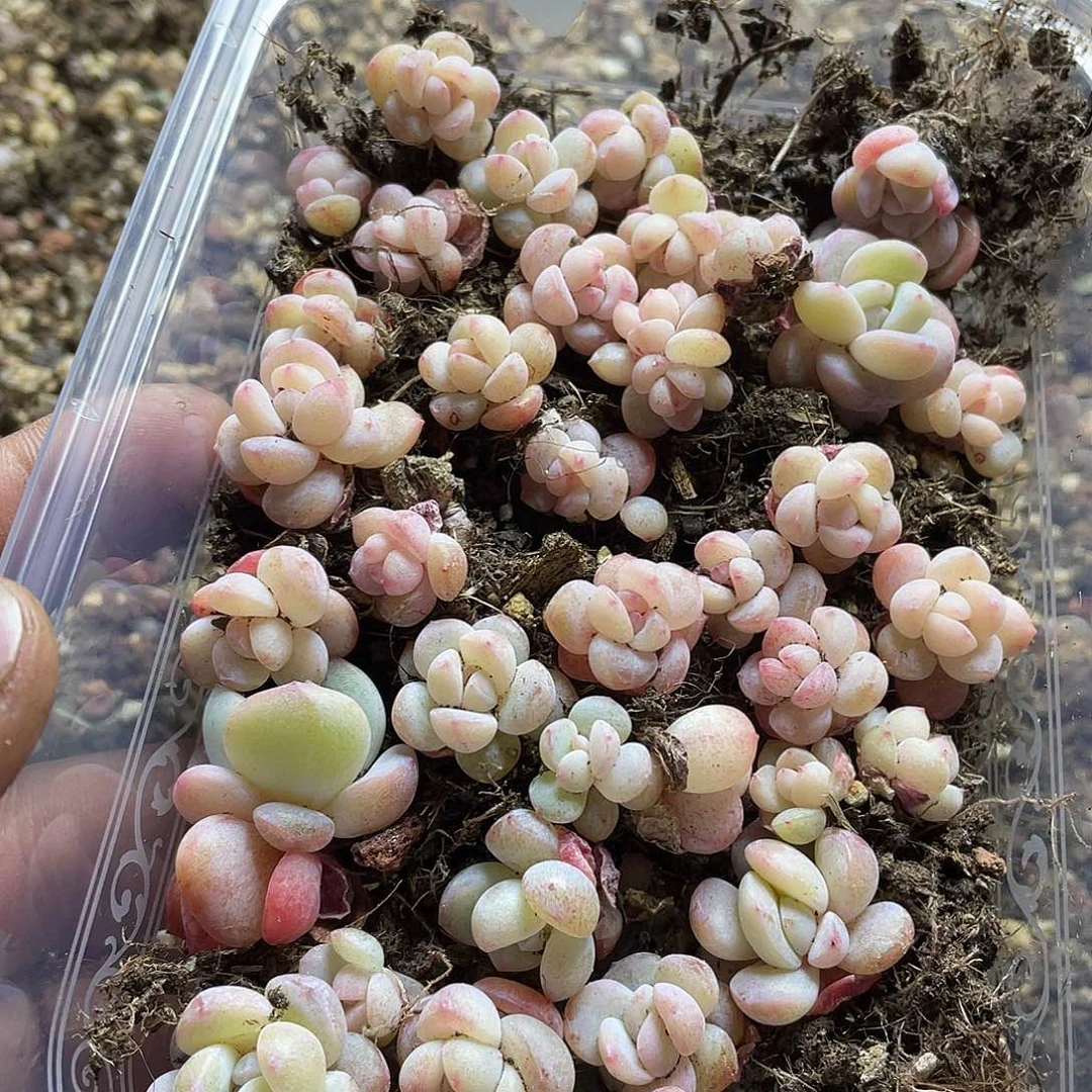 转***喔水晶鞋一物一拍112