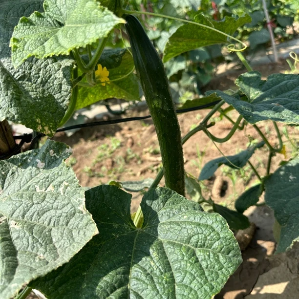 天津本地标榜青皮绿肉水果黄瓜黄瓜同城送黄瓜同城配标榜黄瓜