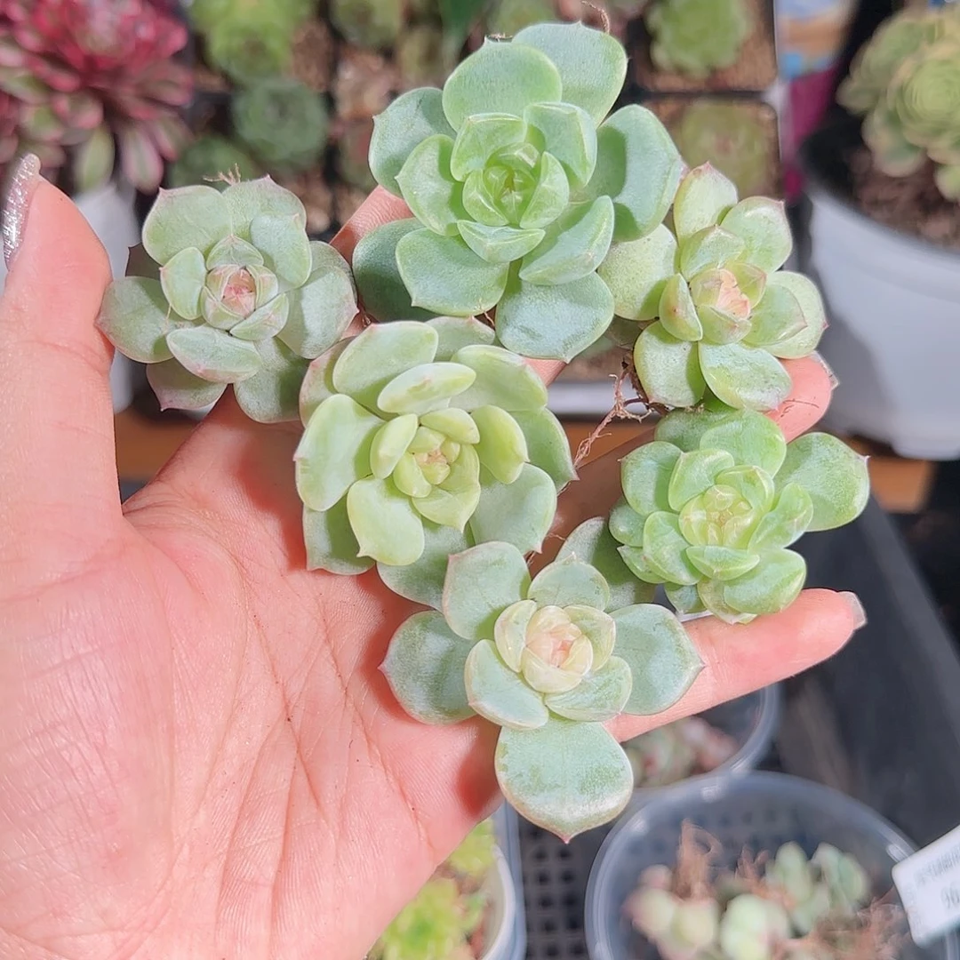 0619,---97糖心珍妮