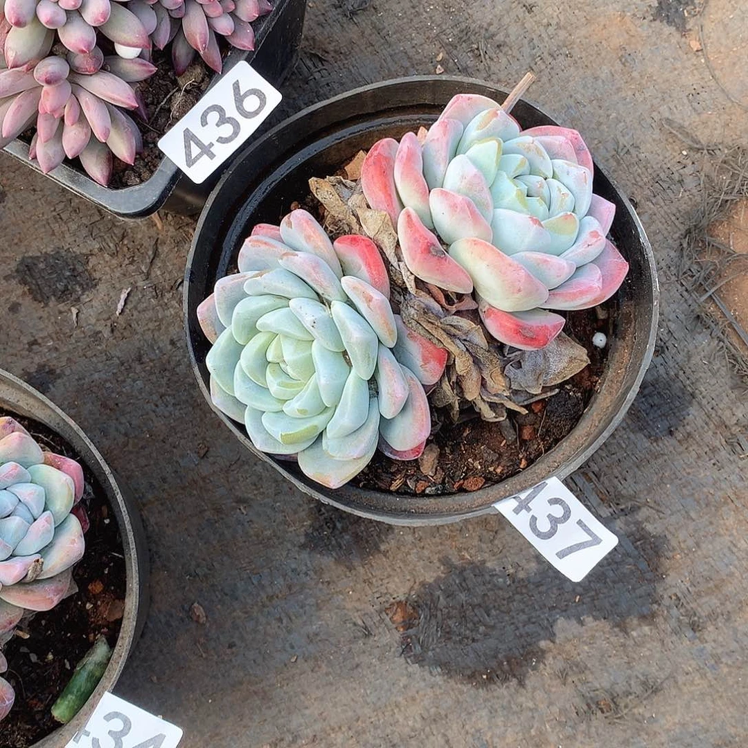 437 一物一拍多肉！