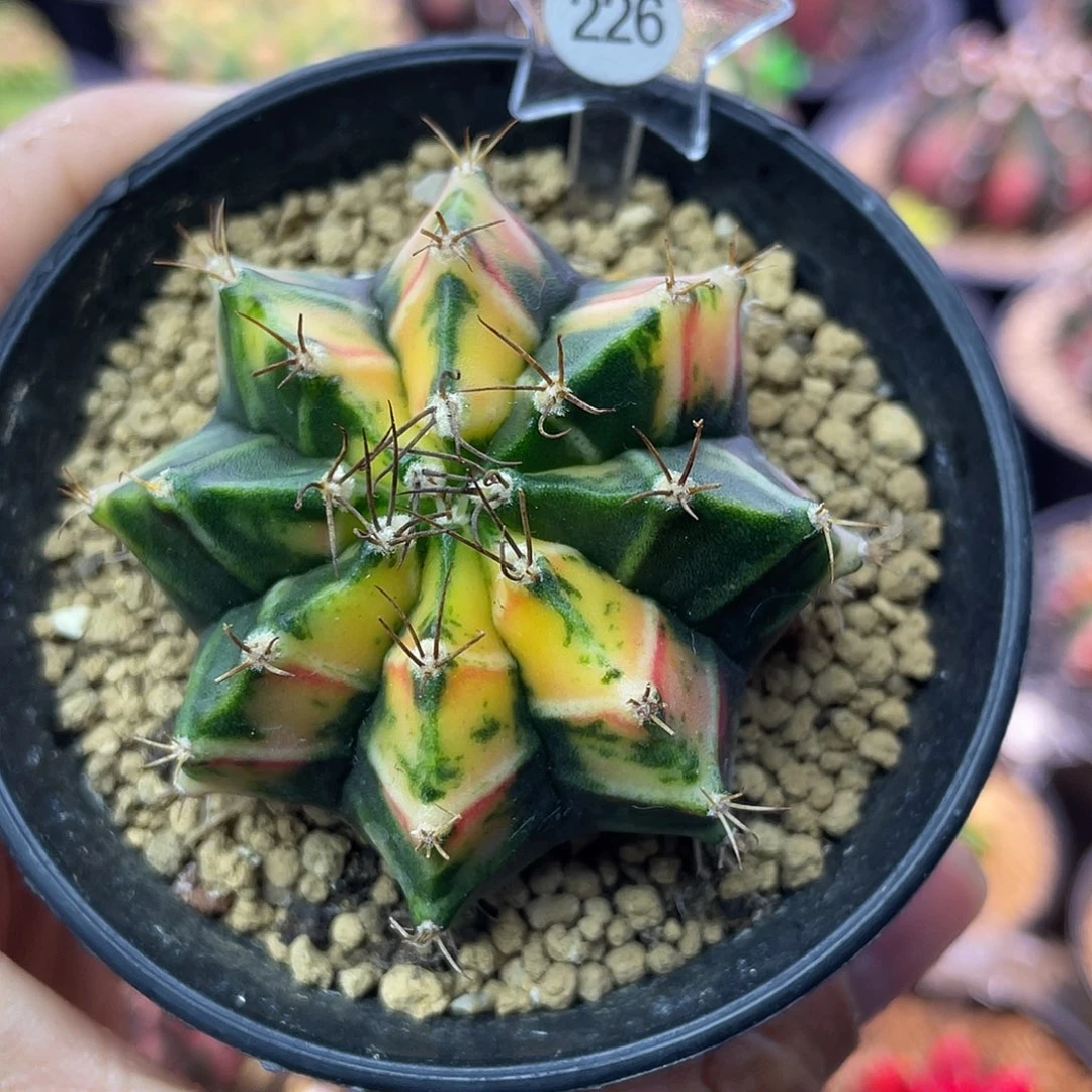 1-226米哈锦5.2厘米