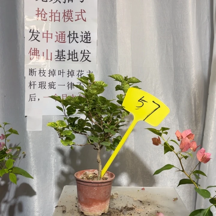 当前无花栽培后可以开花57红粉夫人(金玉满堂）
