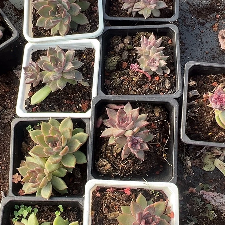 7盆美人多肉特价一物一拍