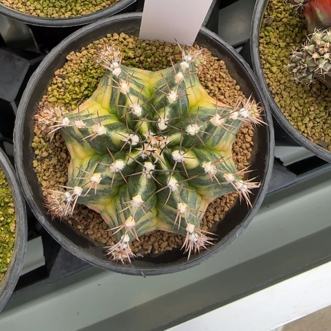 134/0211绿水鬼脱土发多肉