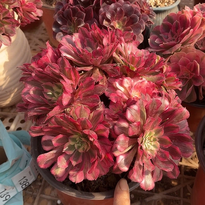 红铜白一颗脱土发货