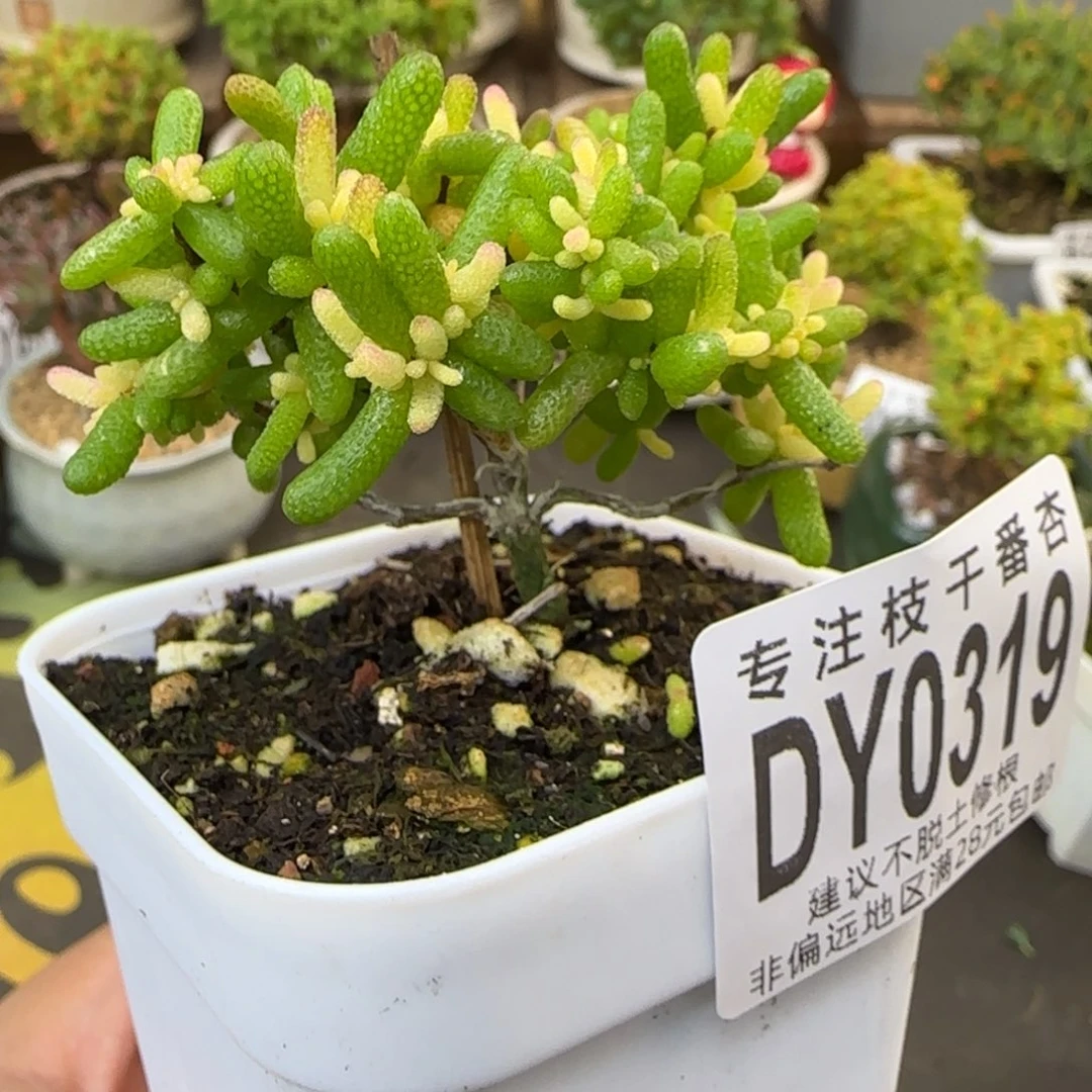 dy0319糖球黄锦飞机猪福利