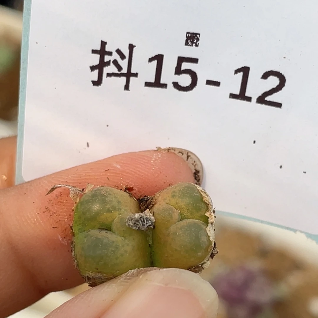 15-12奔毛毛多肉植物