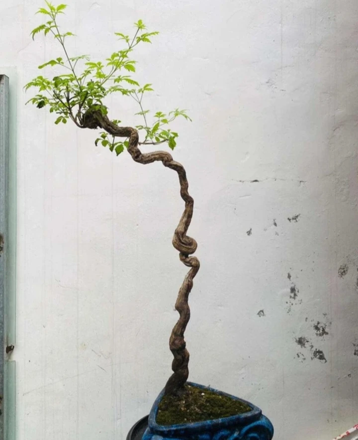 小叶黄荆茶台意境南北方盆栽地栽现挖现发