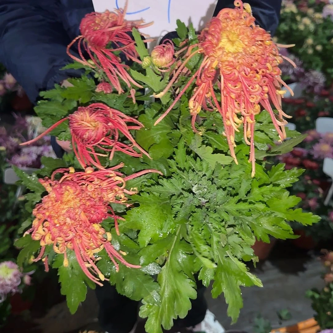 无花朵C11111111111