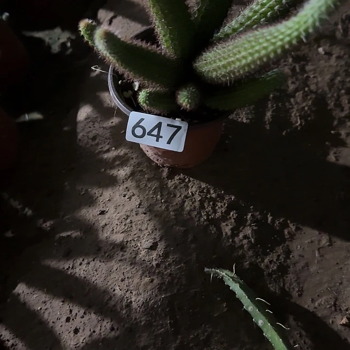 潘***疗无花朵落地金妞两个647