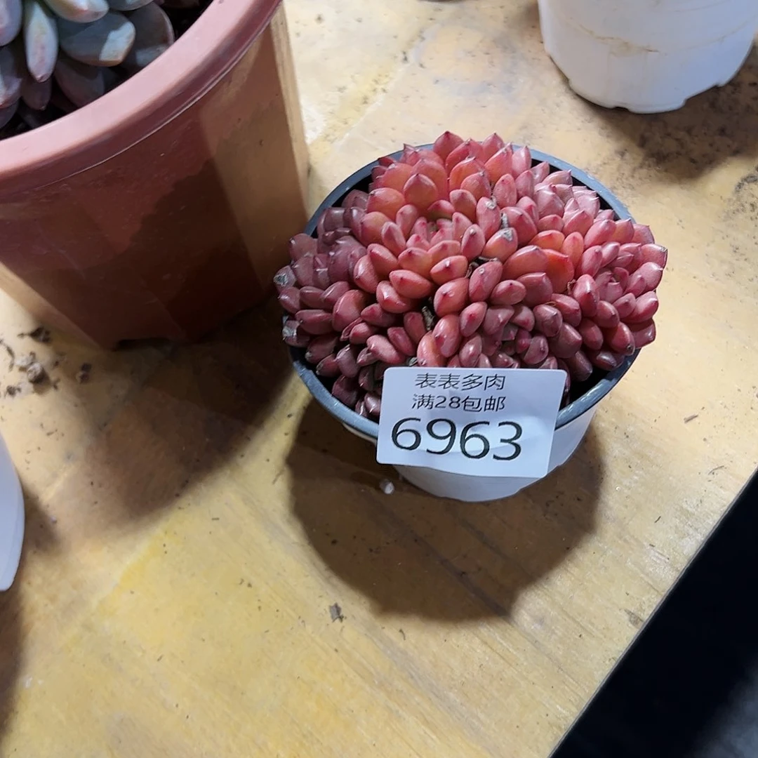 9号飞*我们的确是一6963