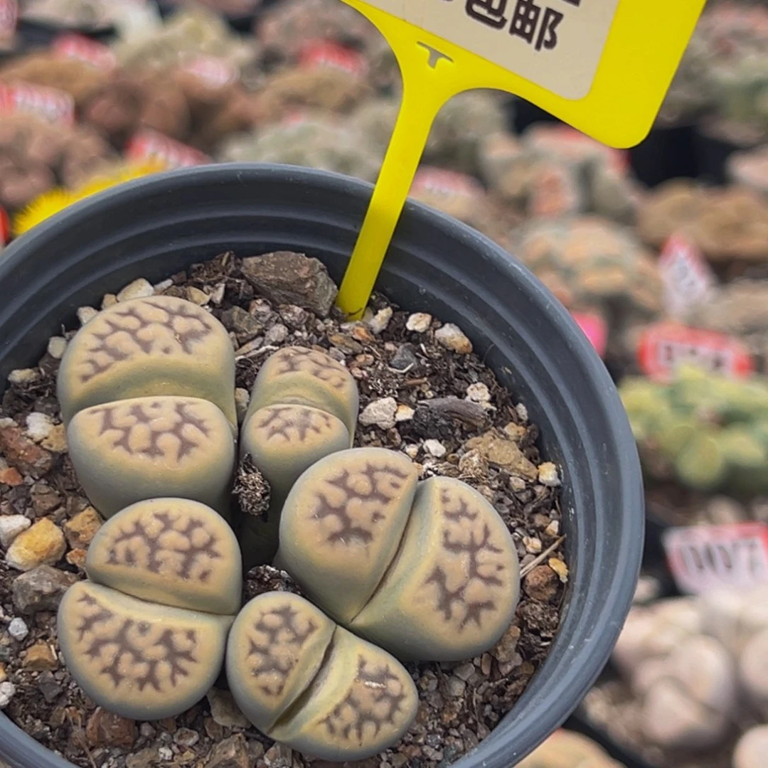 342生石花大群大群生