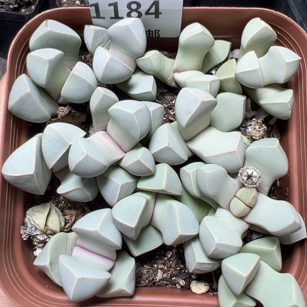 【闪购商品】1184……