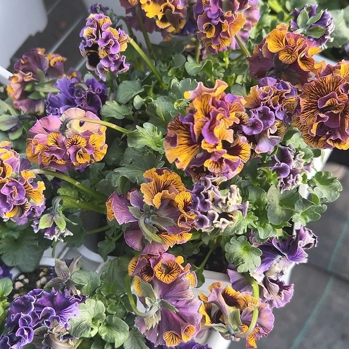 木抖音直播闪拍162