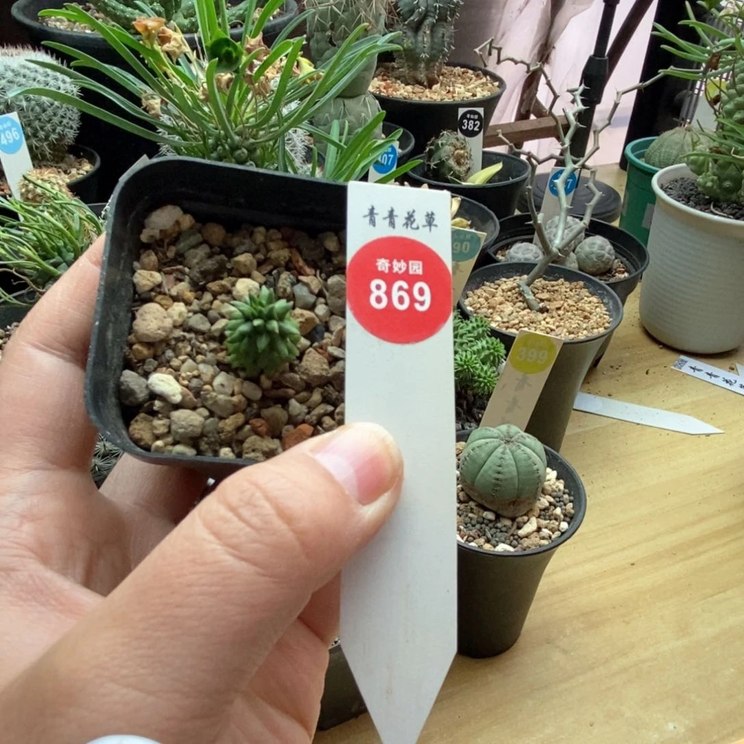 自根海胆大戟一颗