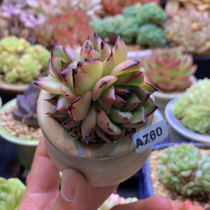 一物一拍含盆土满38包邮A760