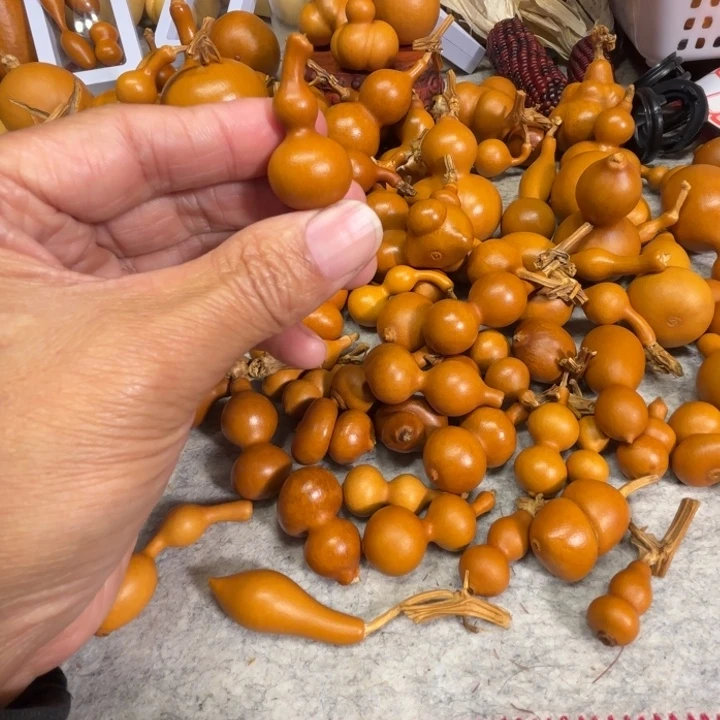 可***心可现在一把小天津葫芦可心的