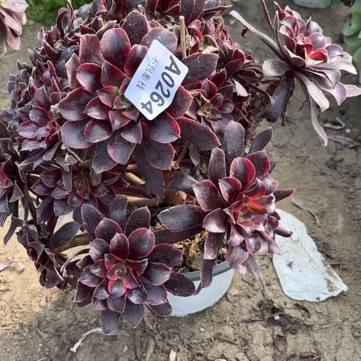 264蒙娜丽莎多肉法师不包断枝