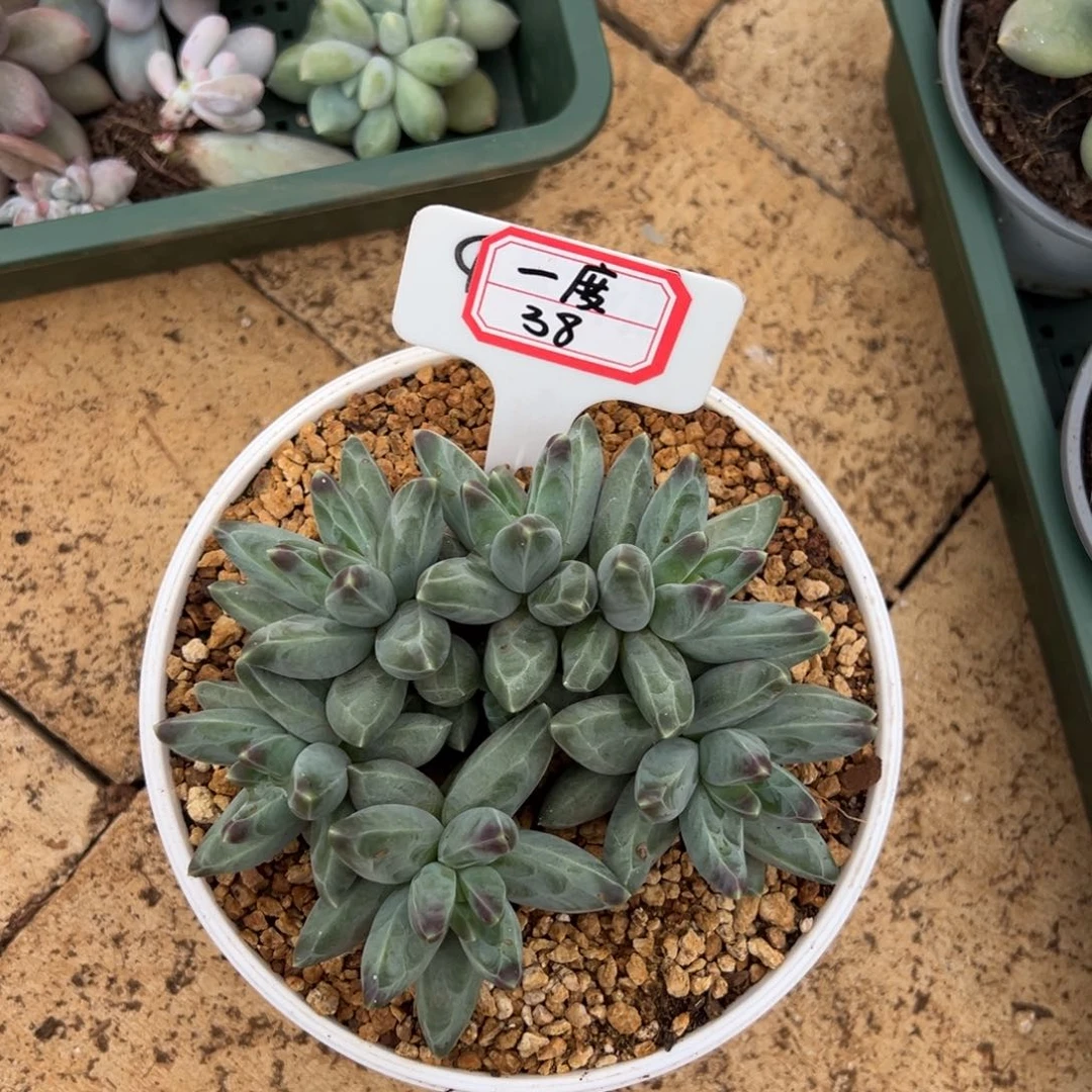 一***°一度38。