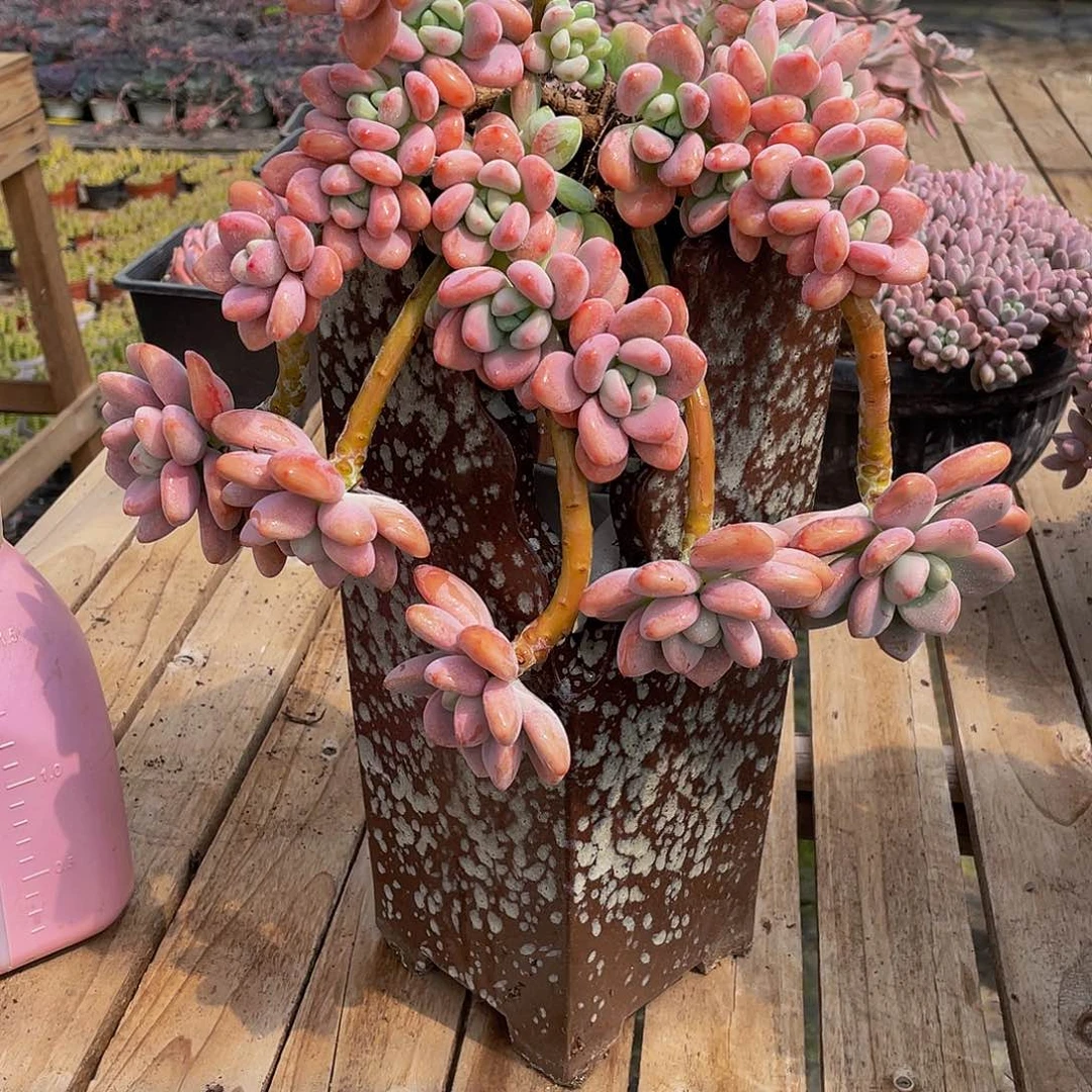 静***心洛神多肉植物中群