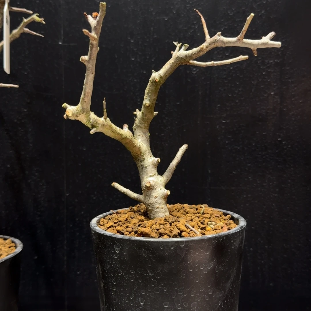 藤***香巴基斯坦绒叶橄榄