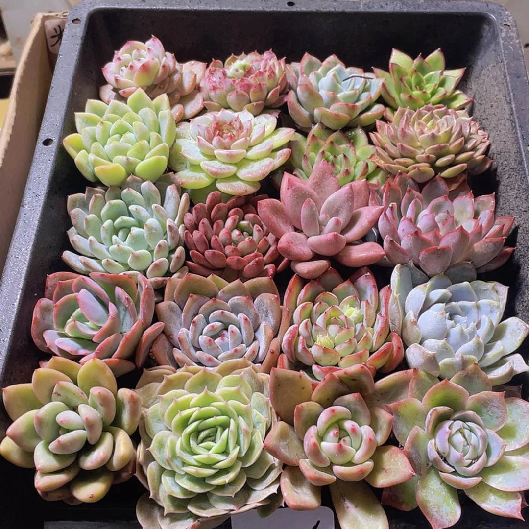 【闪购商品】20颗-6